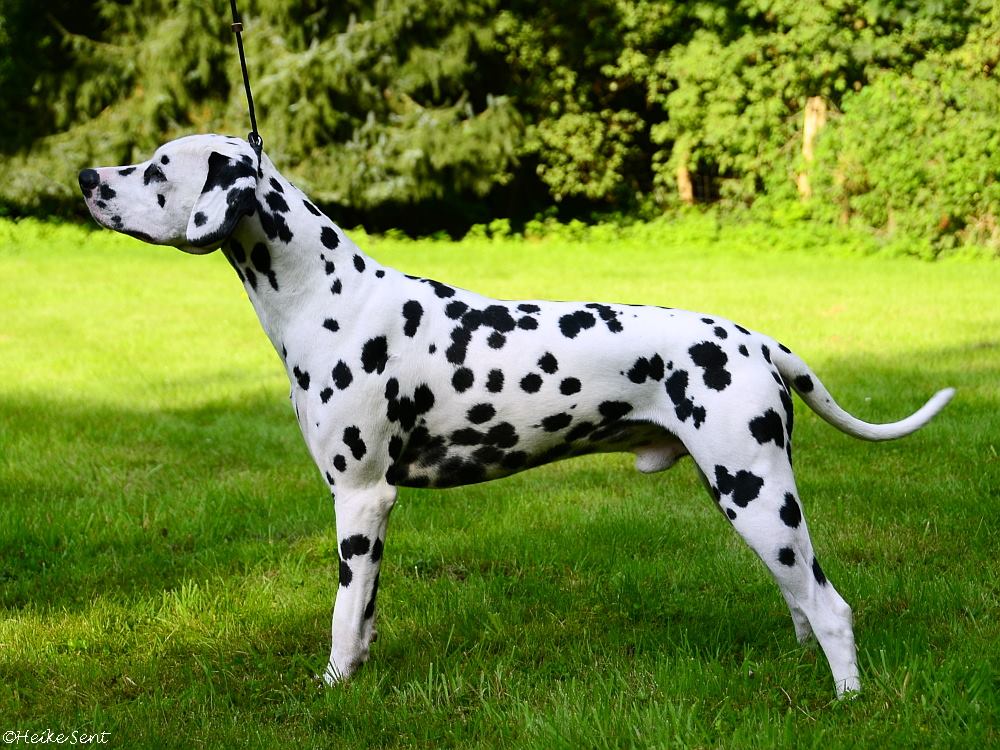 Snowfire von Arabian`s Stud