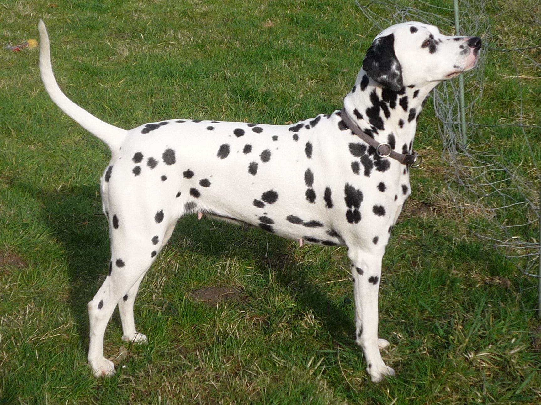 Amie vom Lemgoer Wald/Rufname: Alexa