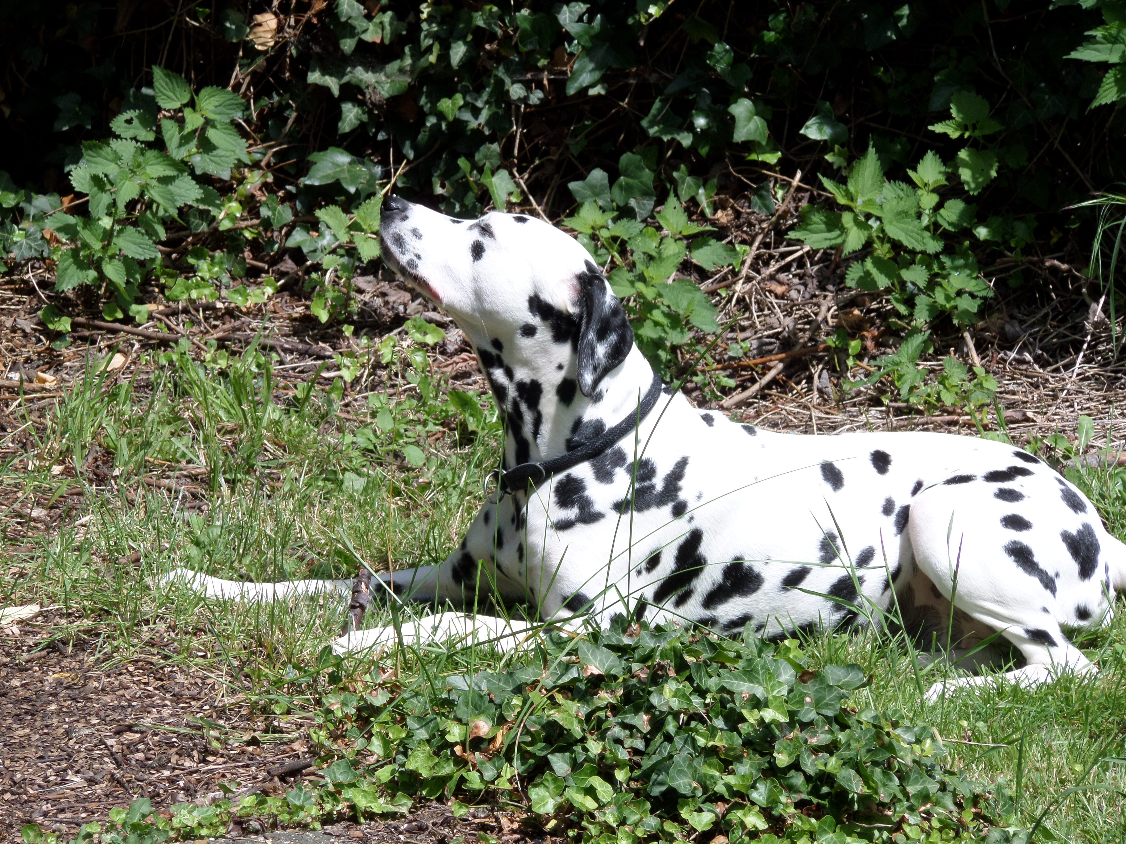 Amie vom Lemgoer Wald / Alexa