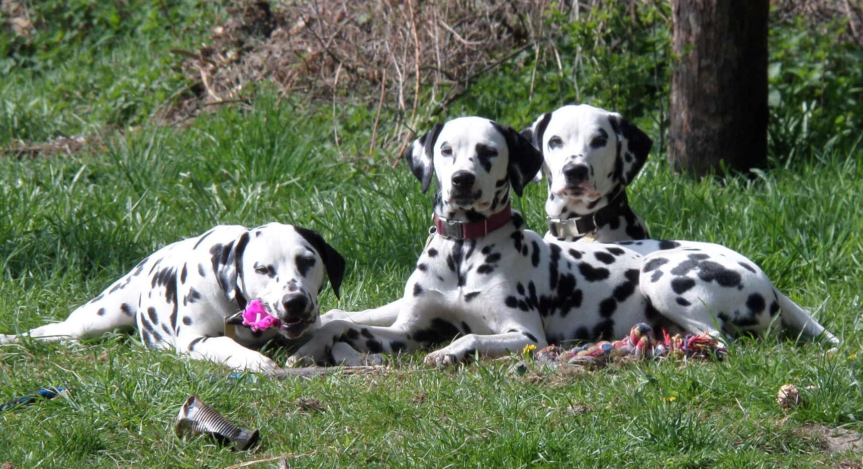 Unser Nachwuchs:
Apollo, Antje, Agnetha aus dem A-Wurf